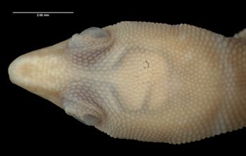 Media type: image;   Herpetology R-12084